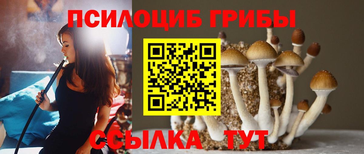 Псилоцибиновые грибы Psilocybine cubensis Москва
